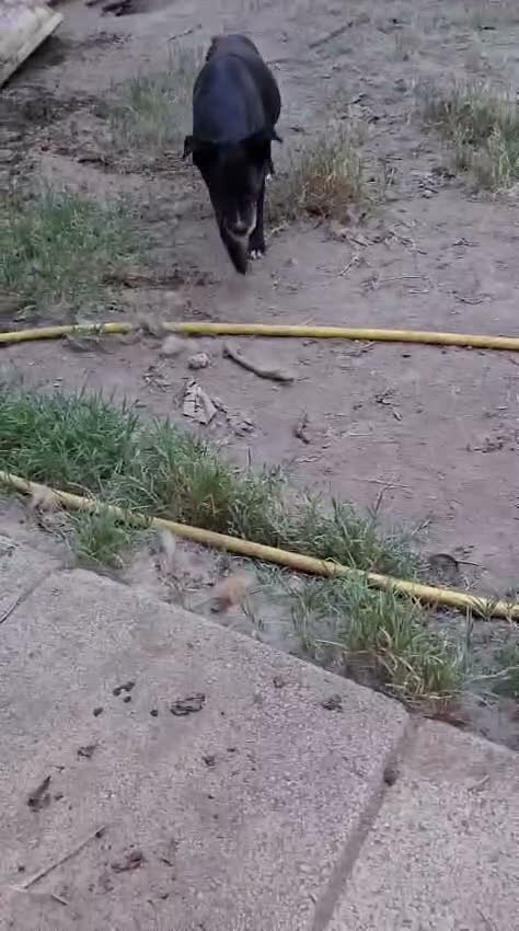 Meticcio cani in regalo: Cloe: nonnina adorabile taglia piccola  - Video 1
