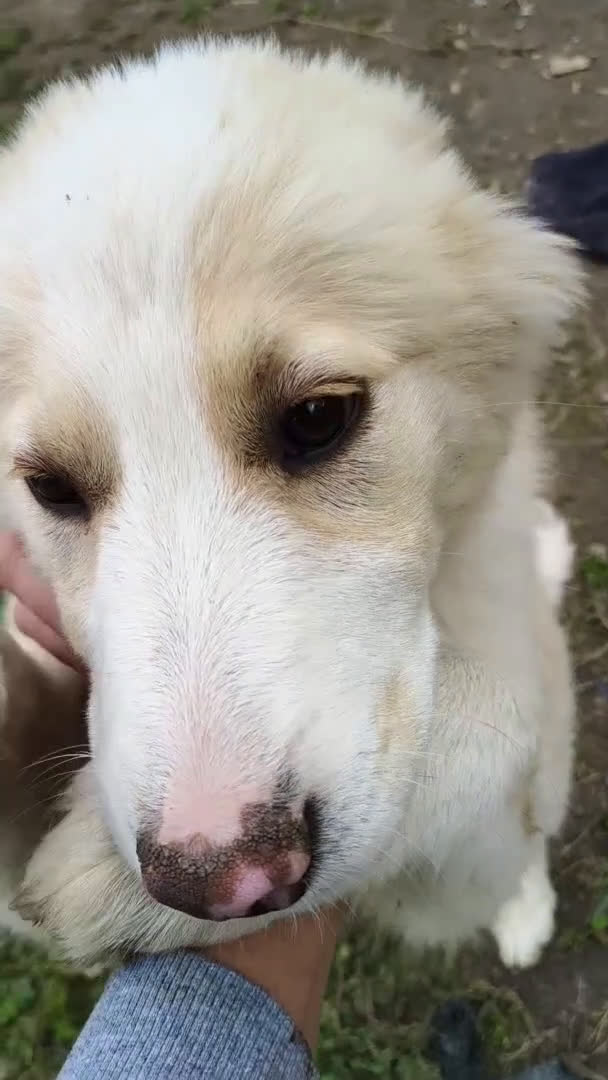 Meticcio cani in regalo: ADA CERCA CASA 🏡 - Video 2