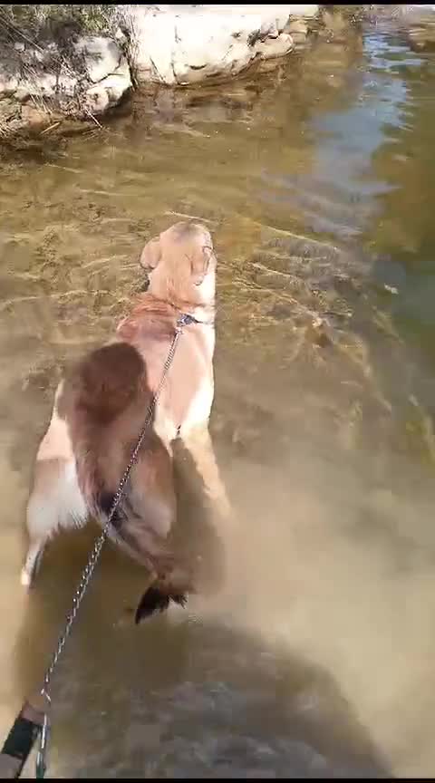 Meticcio cani in regalo: Whisky - Un amico fedele per la vita - Video 1