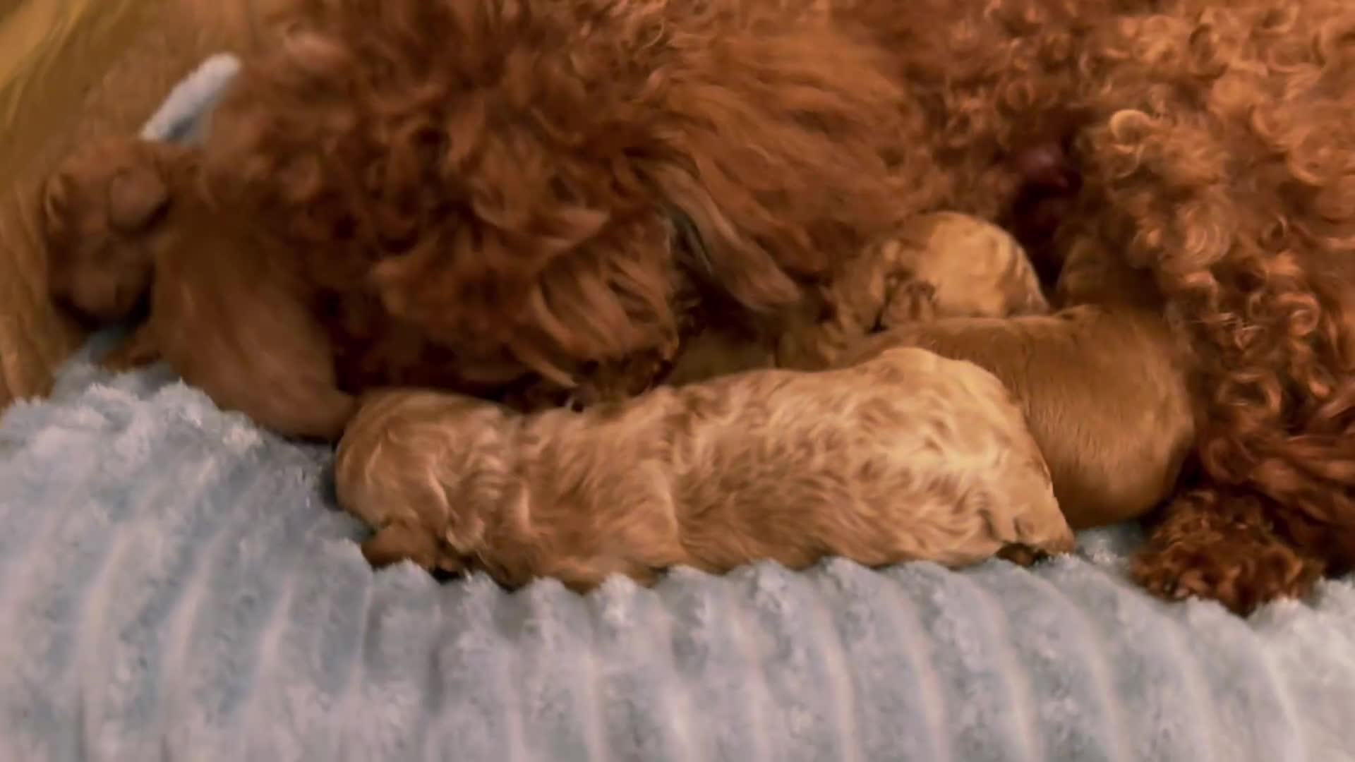 Barboncino cani in vendita: Barboncino con pedigree ENCI - Video 1