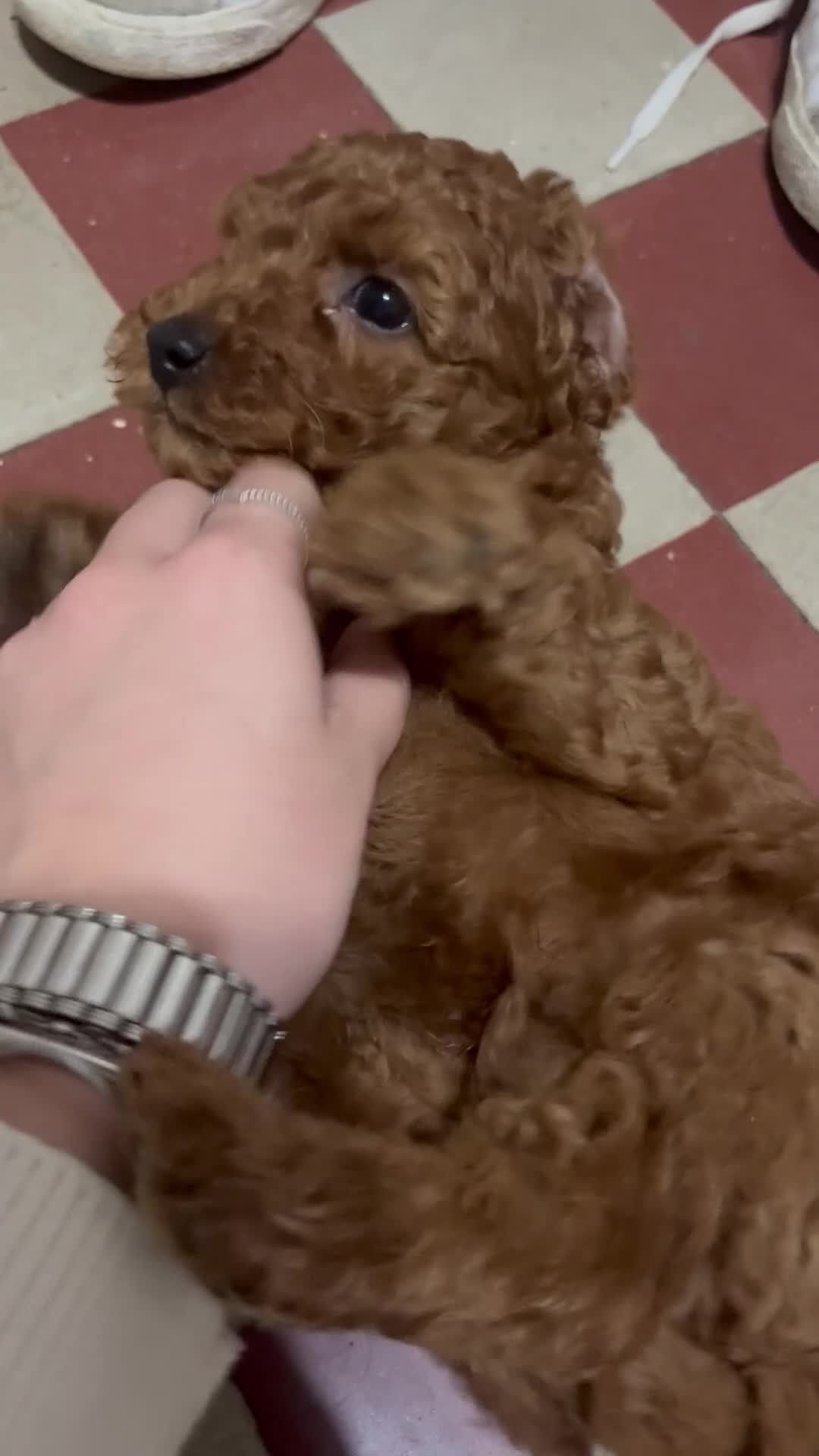 Barboncino cani in vendita: Cuccioli di Barboncino Cioccolatini/red  a Provincia di Barletta-Andria-Trani - Video 1