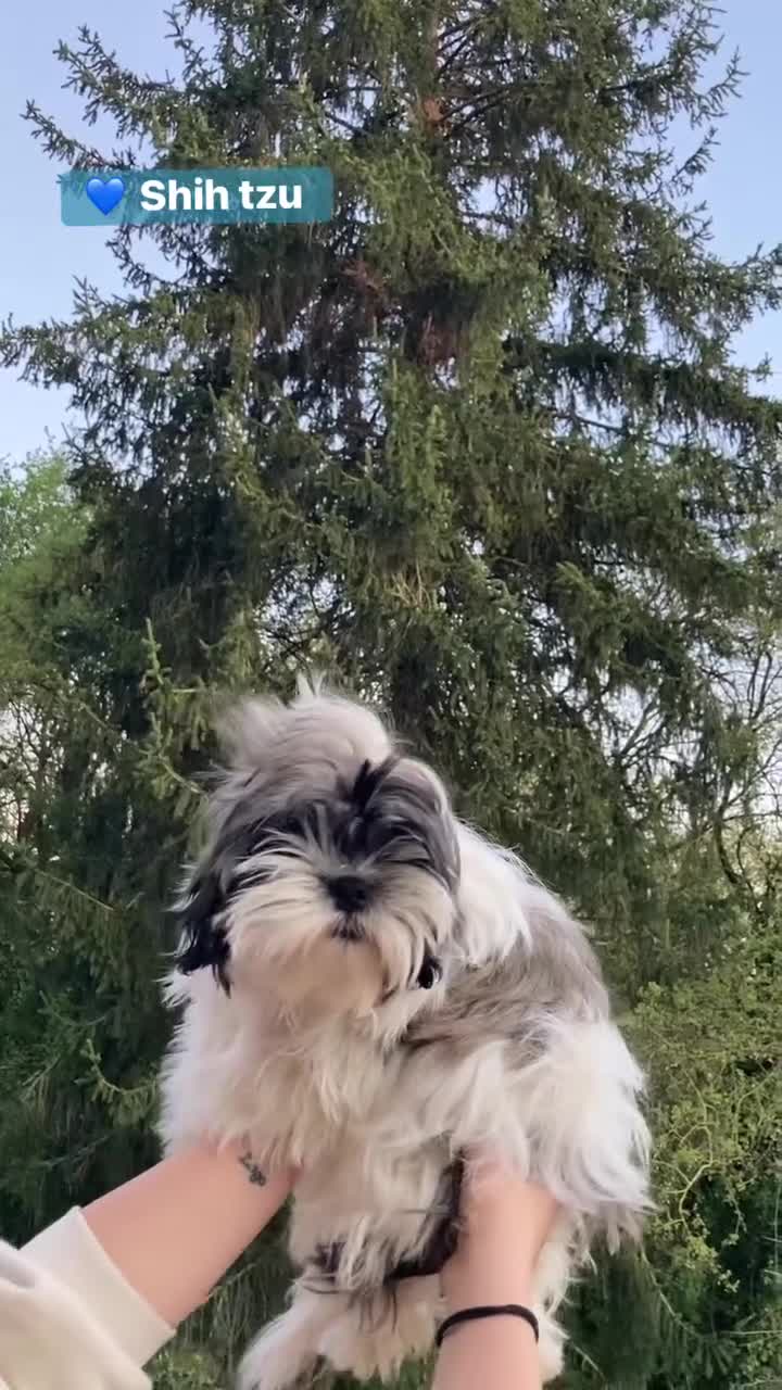 Shih Tzu cani in vendita: Shih tzu  - Video 2