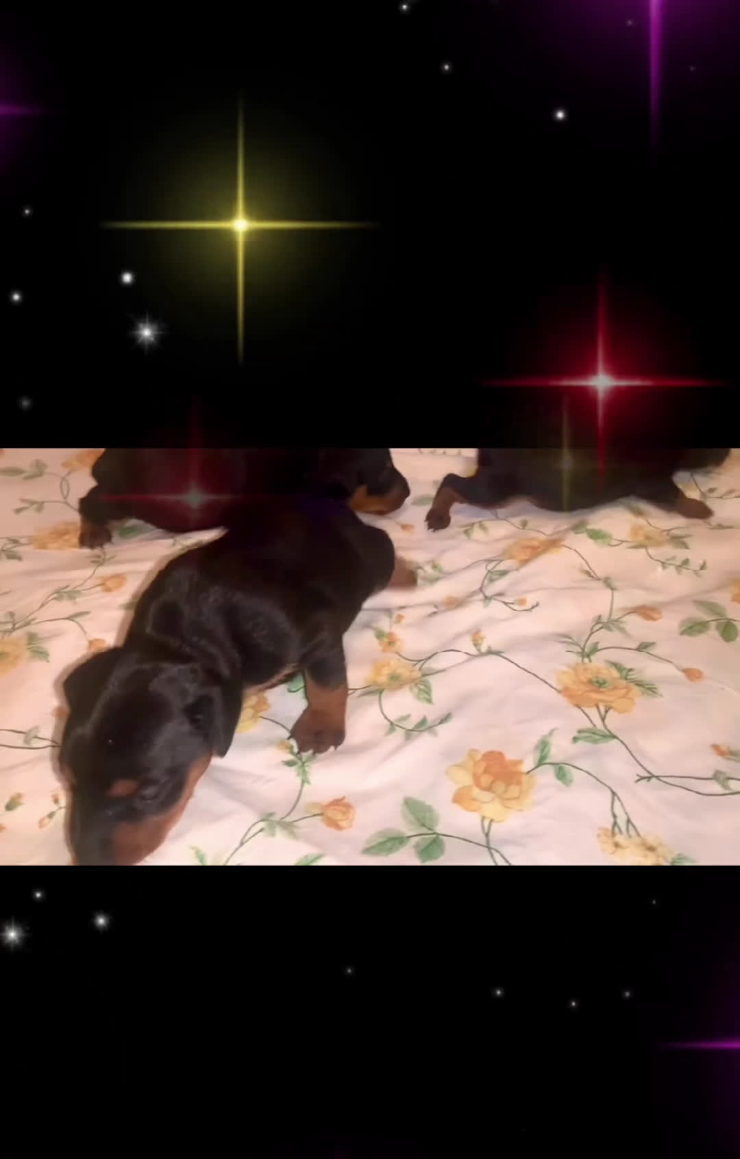 Pinscher Miniatura cani in vendita: Pinscher nano  - Video 1