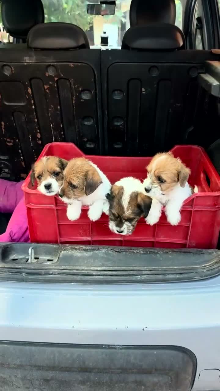 Jack Russell cani in vendita: CUCCIOLI DI JACK RUSSELL TERRIER  - Video 1
