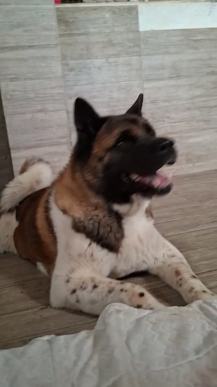 Akita Americano cani in regalo: Sasha ex fattrice a Provincia di Modena - Video 1