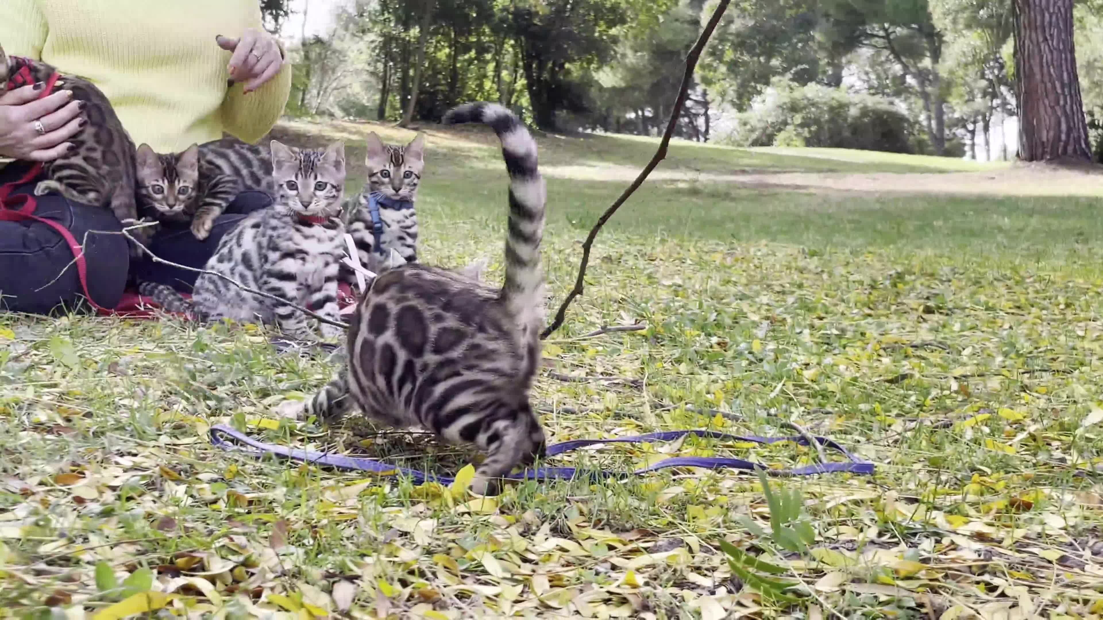 Bengala gatti in vendita: Cuccioli gattini bengale pronti - Video 1