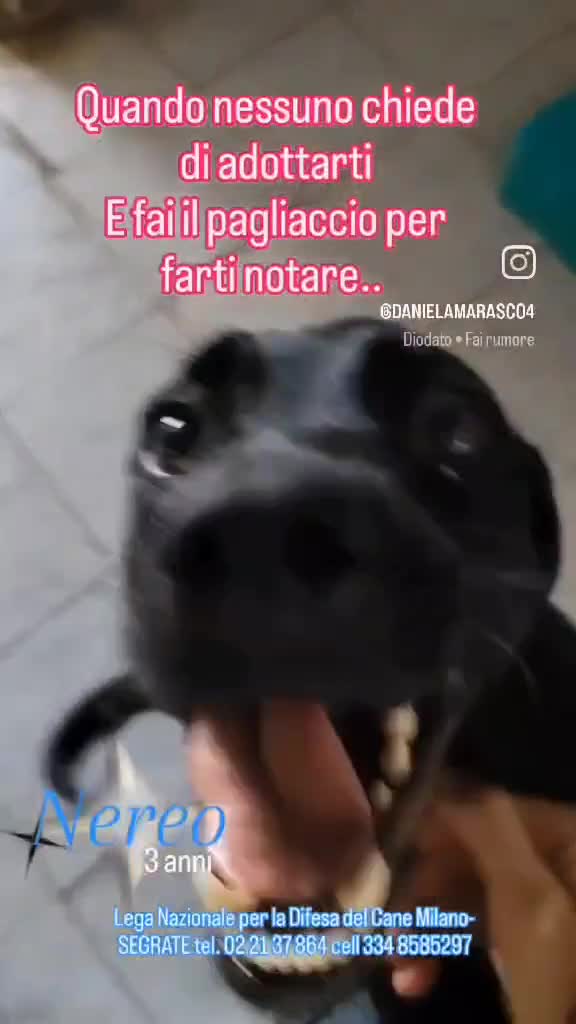 Meticcio cani in regalo: NEREO DOLCE CAGNOLINO - Video 1