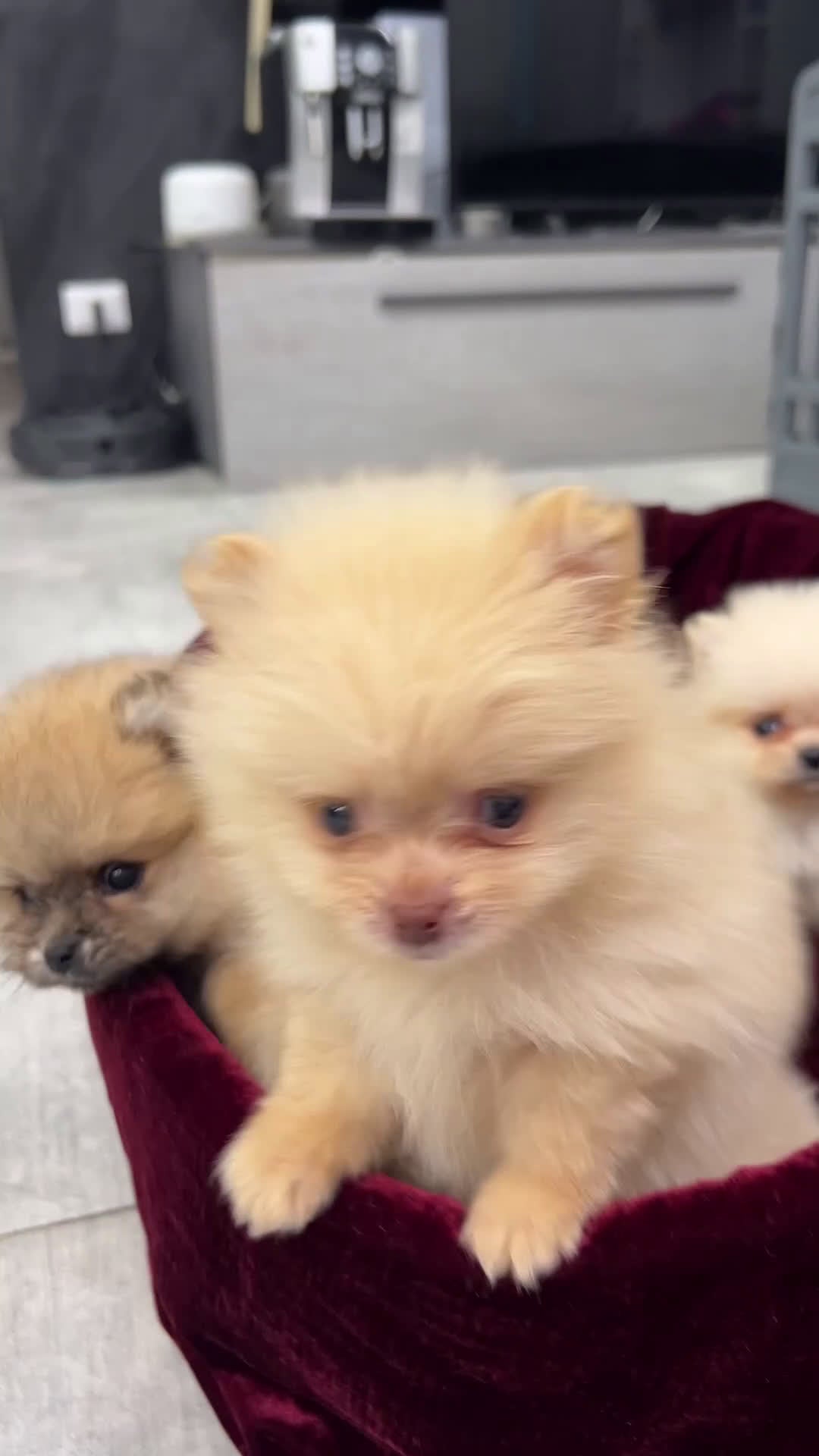 Spitz cani in vendita: Spitz tedesco nano - Video 1