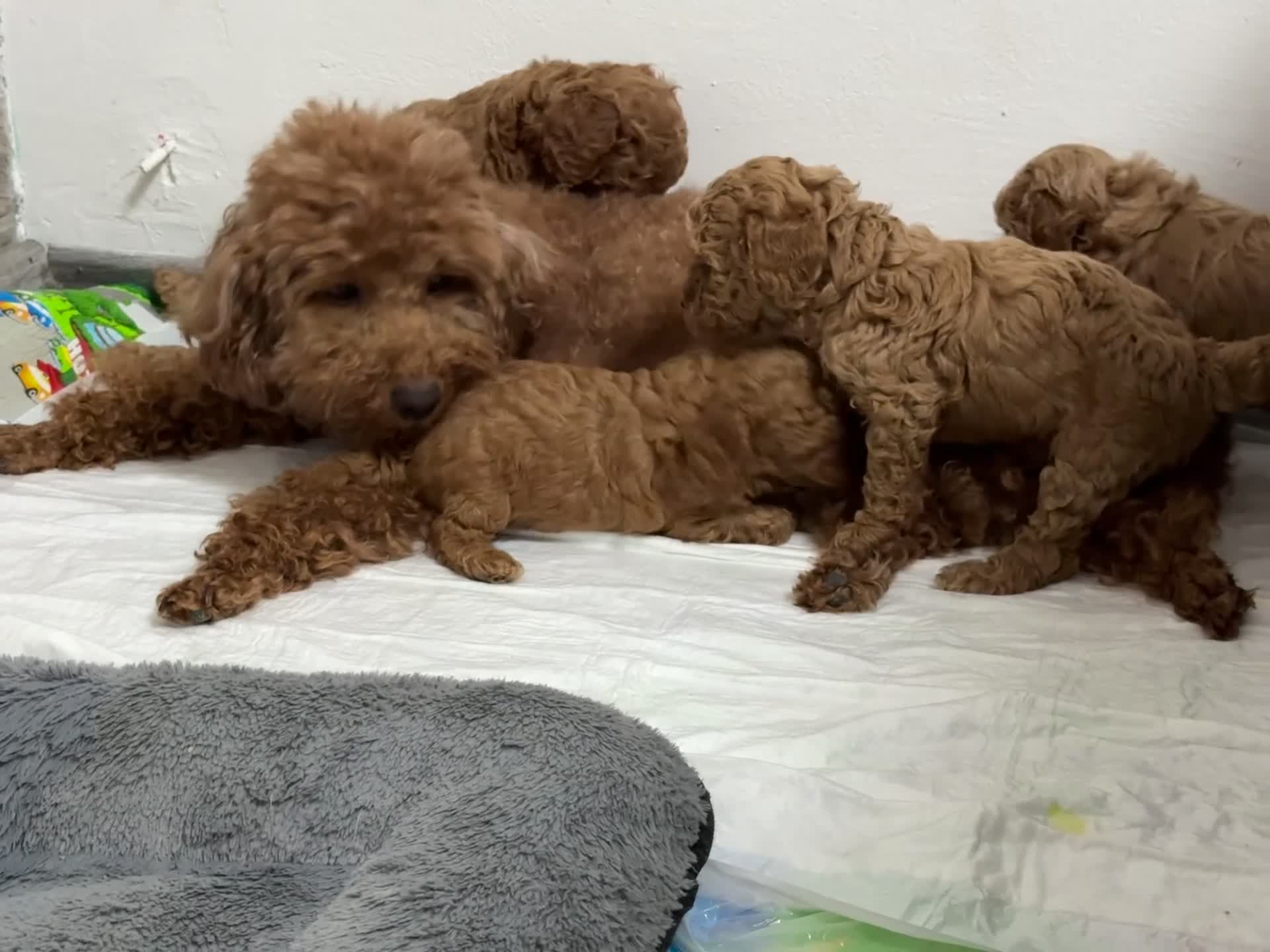 Barboncino cani in vendita: Barboncino  con Pedigree affare - Video 2