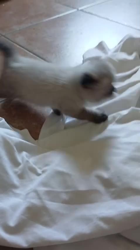 Scottish gatti in vendita: Splendidi gattino Schottis Fold a Provincia di Perugia - Video 1