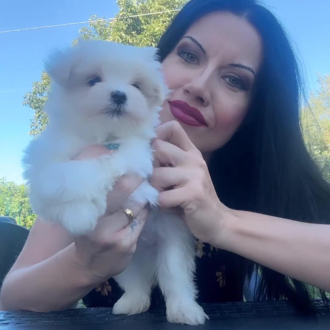 Maltese cani in vendita: Maltesino pedigree Enci pagamenti agevolati  - Video 1