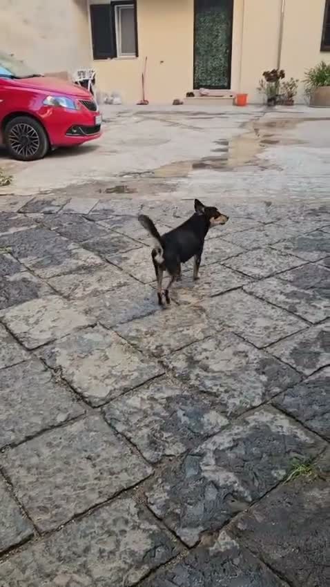 Pinscher Tedesco cani in regalo: Philips: pinscherino socievole. Lo cedono  - Video 3