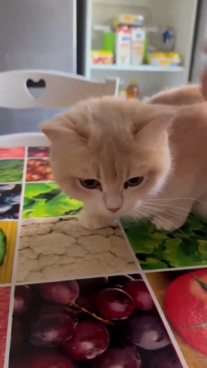 British gatti in vendita: British lilac golden  - Video 1