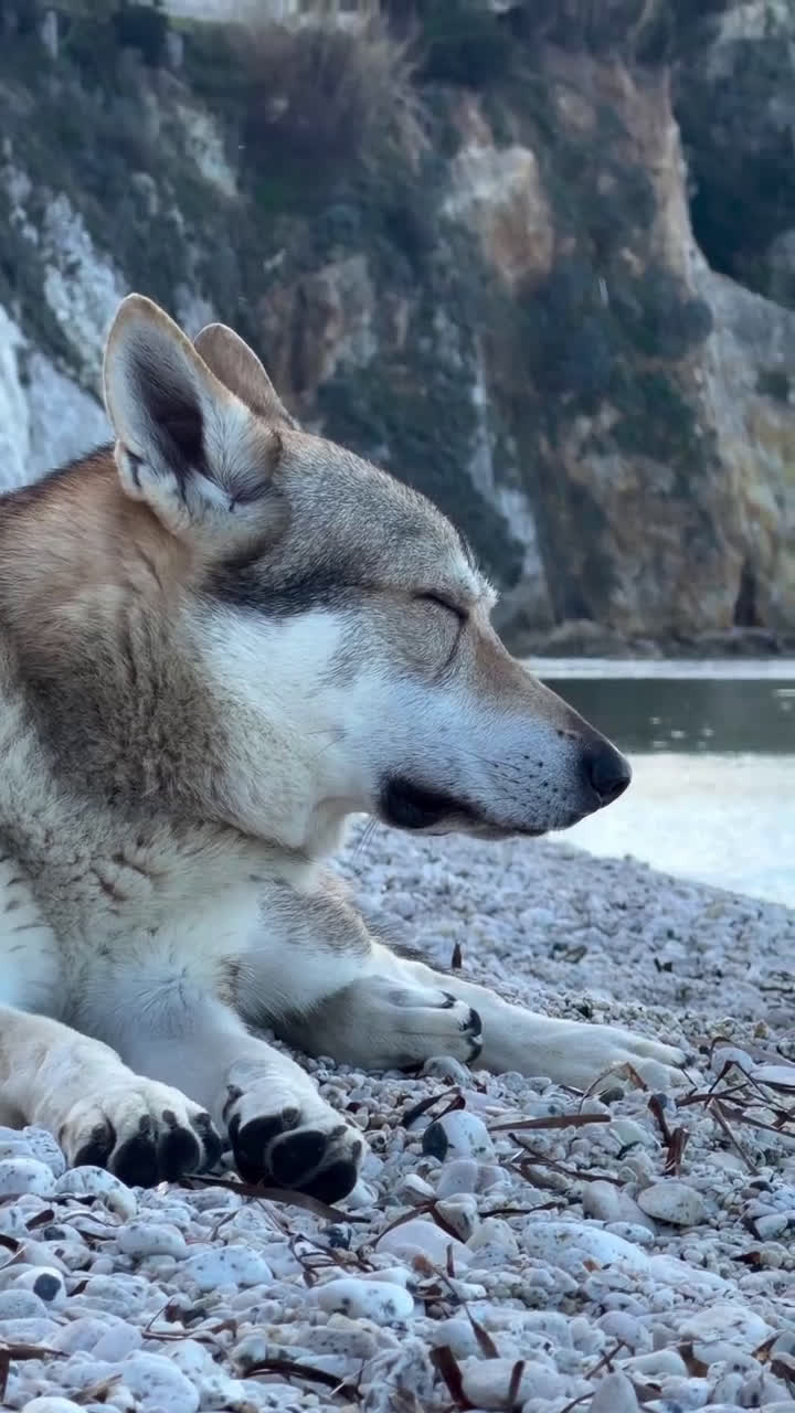 Lupo Cecoslovacco cani in regalo: Vero lupo cecoslovacco 3 anni - Video 3