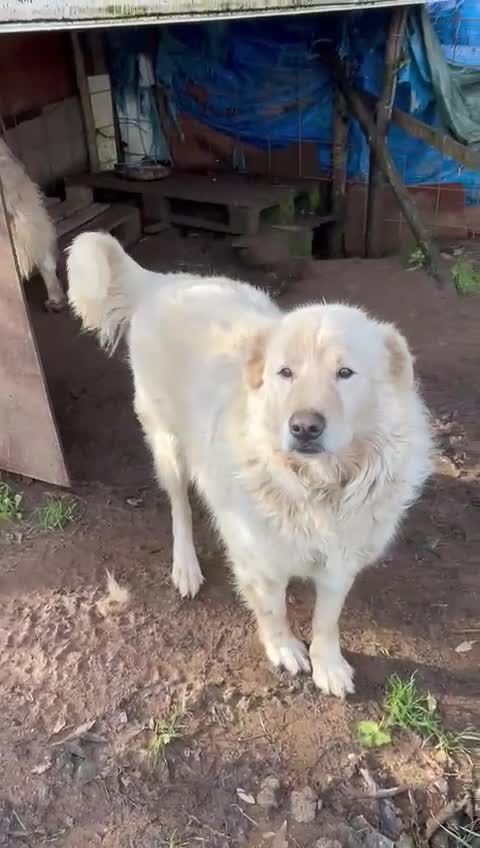 Meticcio cani in regalo: Biancone splendido cagnolone cerca casa  - Video 5