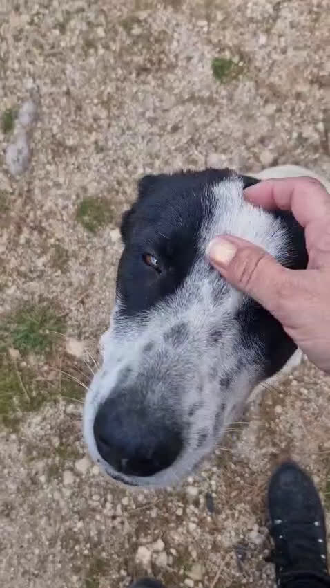 Meticcio cani in regalo: Daisy, una splendida meticcia - Video 2