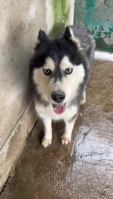 Alaskan Malamute cani in regalo: MALAMUT/HUSKY - Video 1
