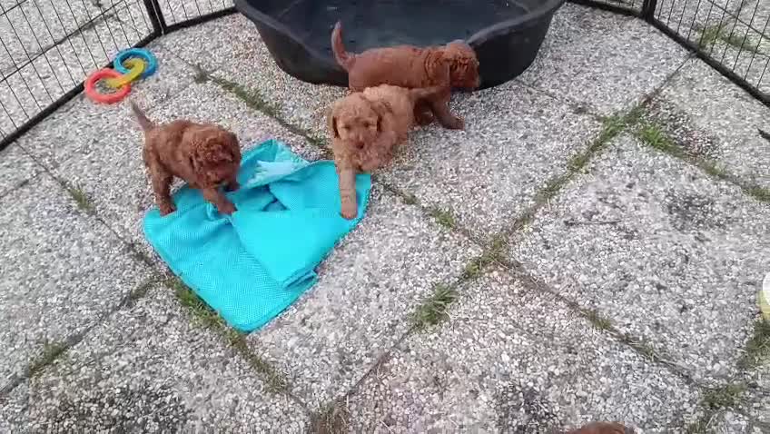 Barboncino cani in vendita: Barboncini nani con pedigree ENCI - Video 3