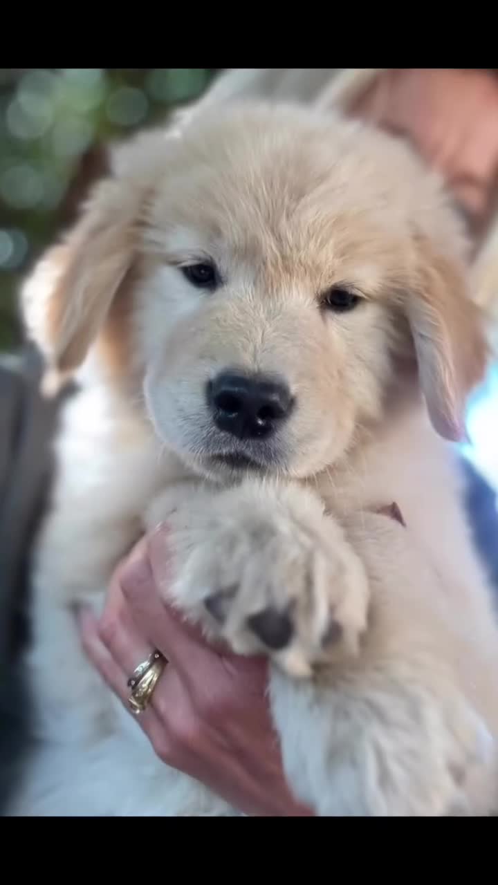 Golden Retriever cani in vendita: CUCCIOLA GOLDEN AMERICANO - Video 1
