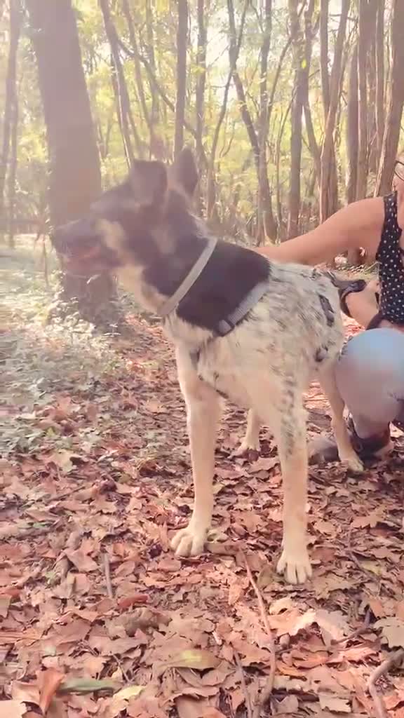 Meticcio cani in regalo: Divy, splendida meticcia tranquilla  - Video 1