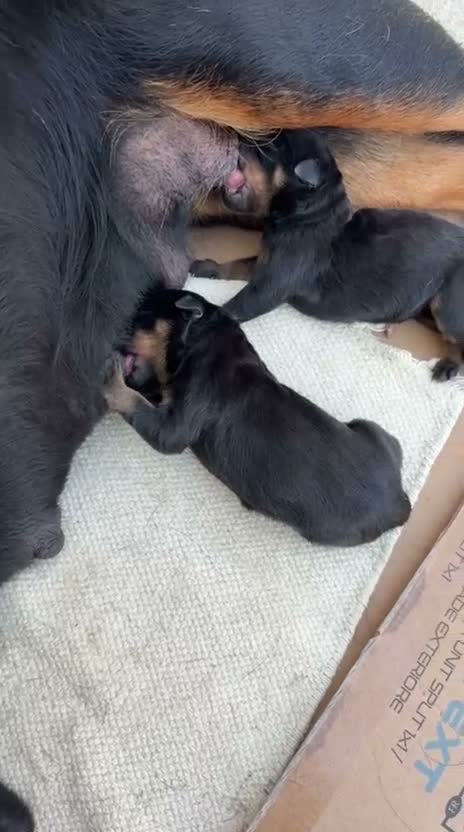 Rottweiler cani in vendita: Cuccioli rottweiller - Video 2