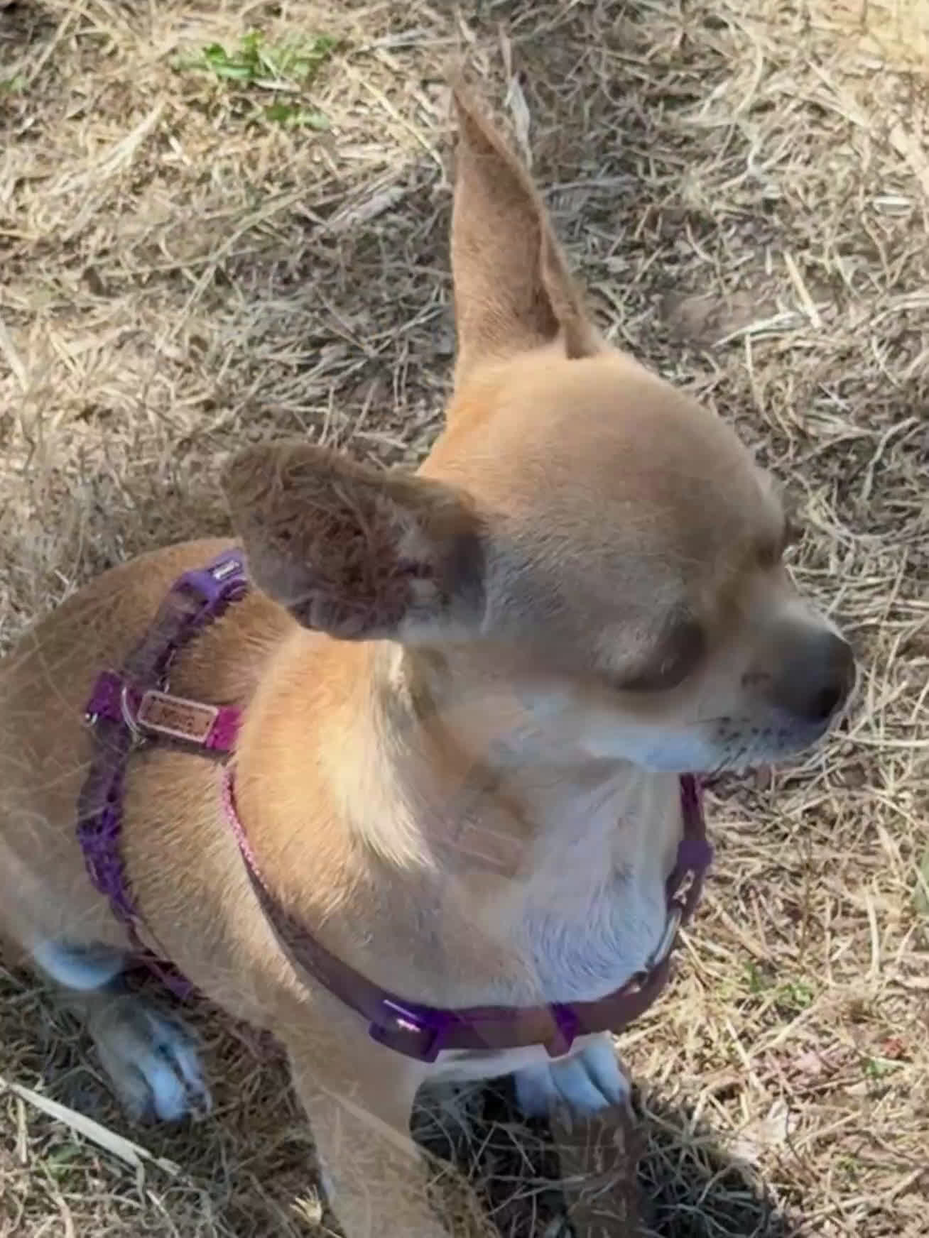 Chihuahua cani in vendita: Maschietto pedigree Enci/Fci RIMBORSO SPESE a Città metropolitana di Roma Capitale - Video 2