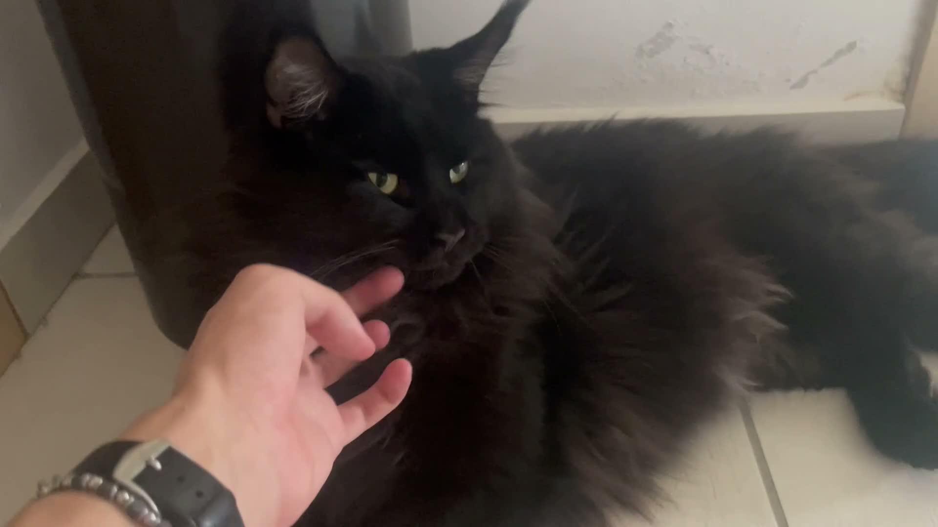 Maine Coon gatti per accoppiamento: Cerco femmina per il mio Maine Coon Nero  - Video 1