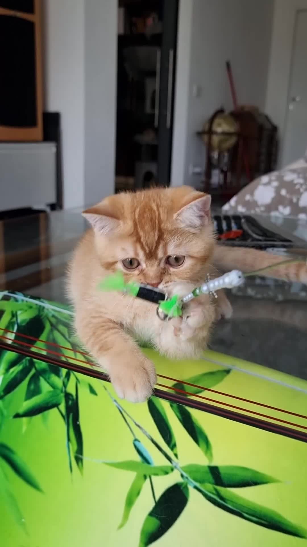 Scottish gatti in vendita: Scottish Straight con Pedigree  - Video 2