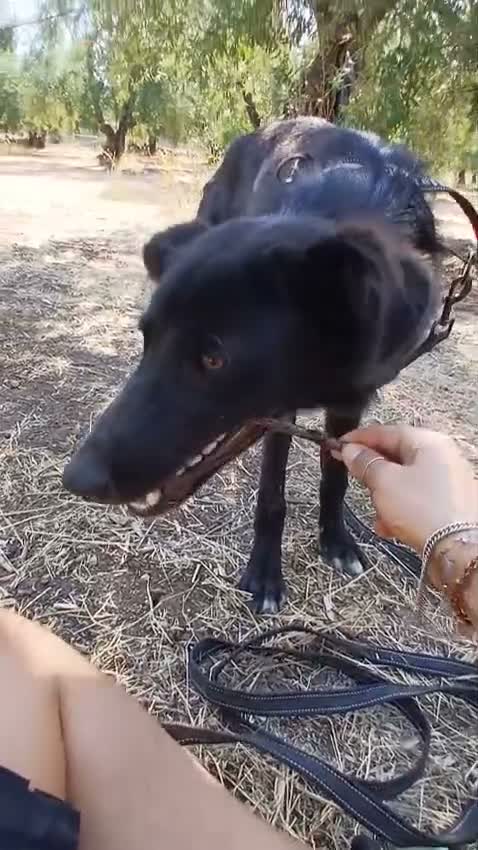 Meticcio cani in regalo: Buio, un cucciolo in cerca di aiuto  - Video 1