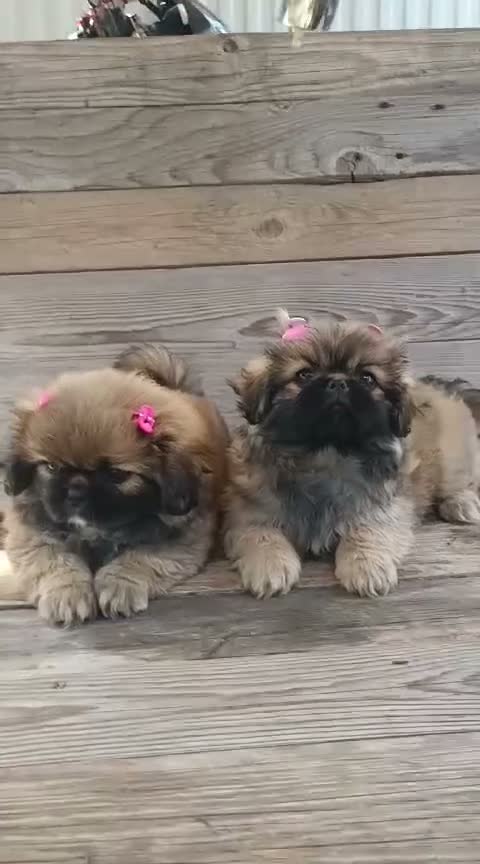 Pechinese cani in vendita: piccoli cuccioli di pechinese - Video 2