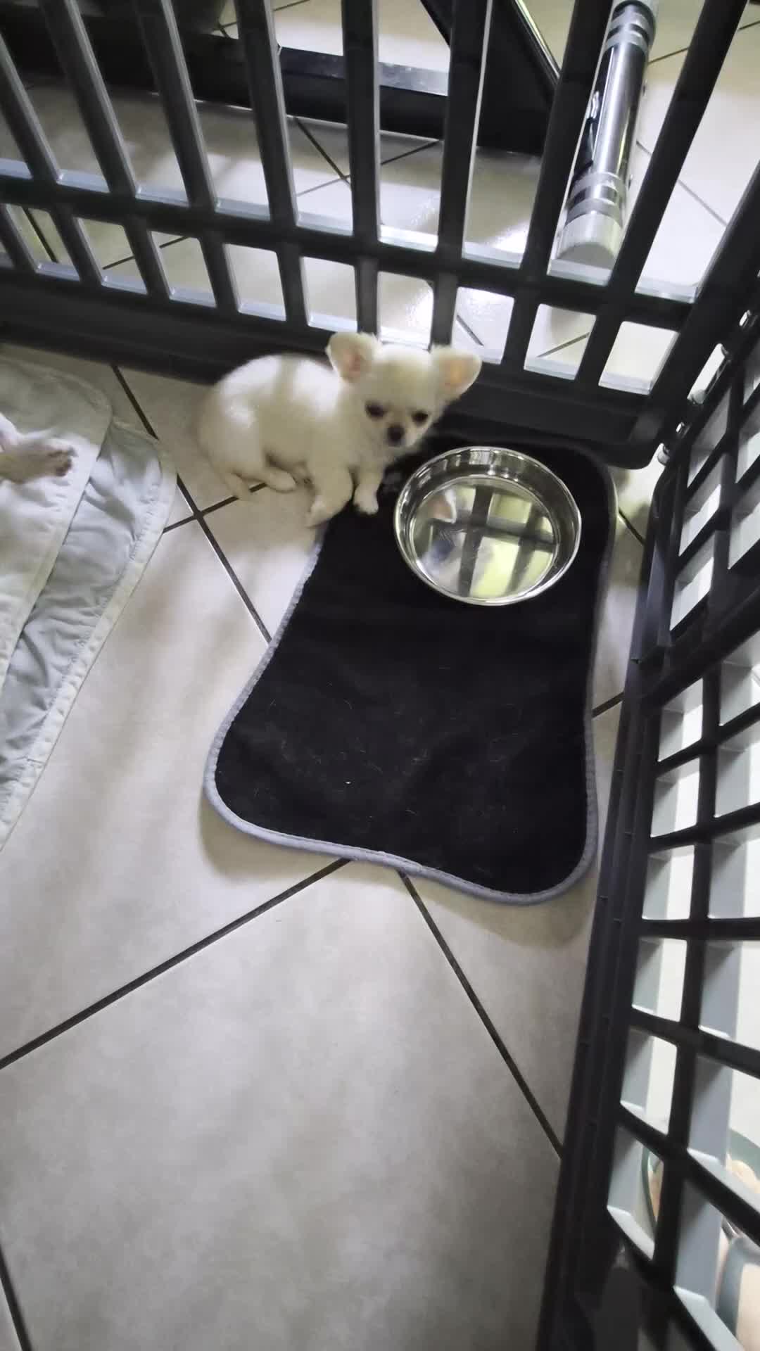 Chihuahua cani in vendita: Chihuahua  - Video 1