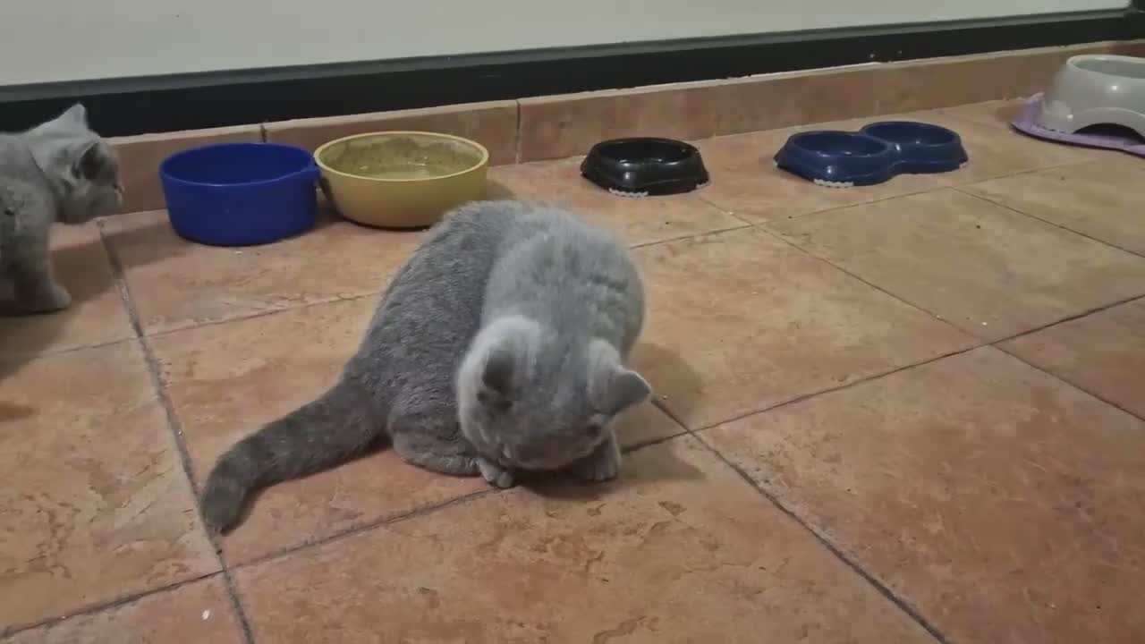 British gatti in vendita: Ottavia dell' Impero Romano - Video 1