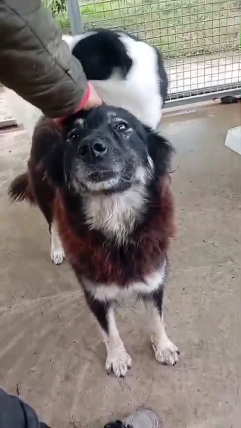 Meticcio cani in regalo: Nadia, simil lupetta!  - Video 1