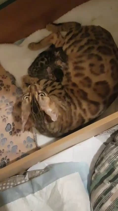 Bengala gatti in vendita: Pedigree Afsi - Video 2