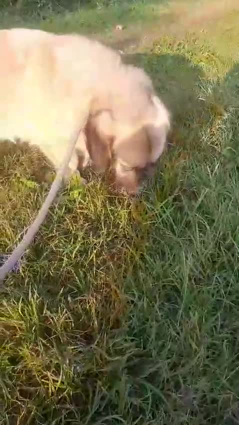 Meticcio cani in regalo: Una famiglia per Ciaky, cagnolino buonissimo a Provincia di Savona - Video 1