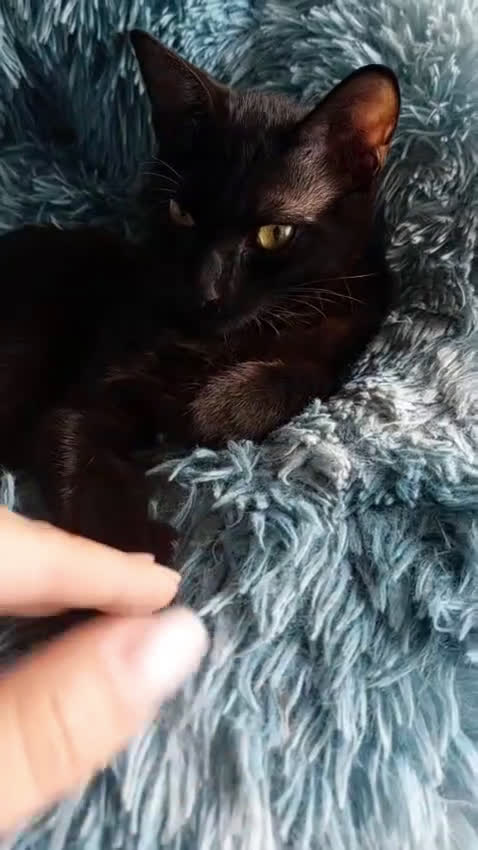 Europeo gatti in regalo: PETER IL PANTERINO DOLCISSIMO - Video 2