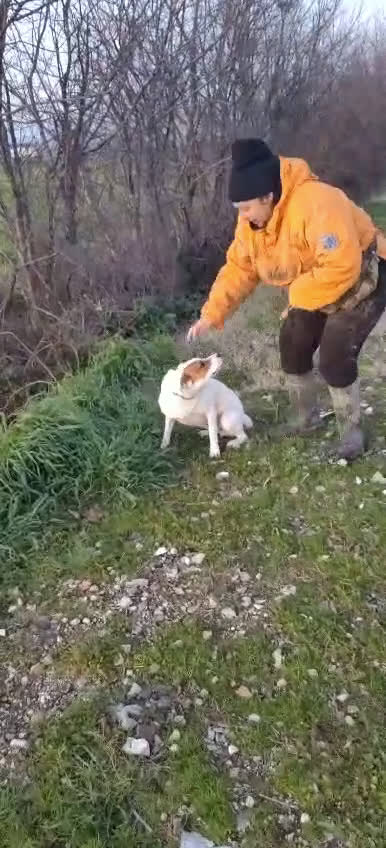 Meticcio cani in regalo: Loky: 10 mesi, taglia contenuta, socievole  - Video 2