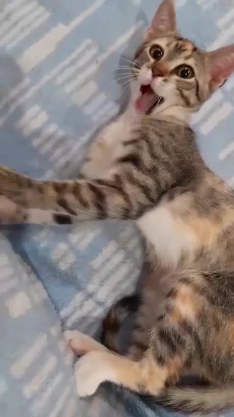 Europeo gatti in regalo: C'era una volta una TIGRATINA - Video 1
