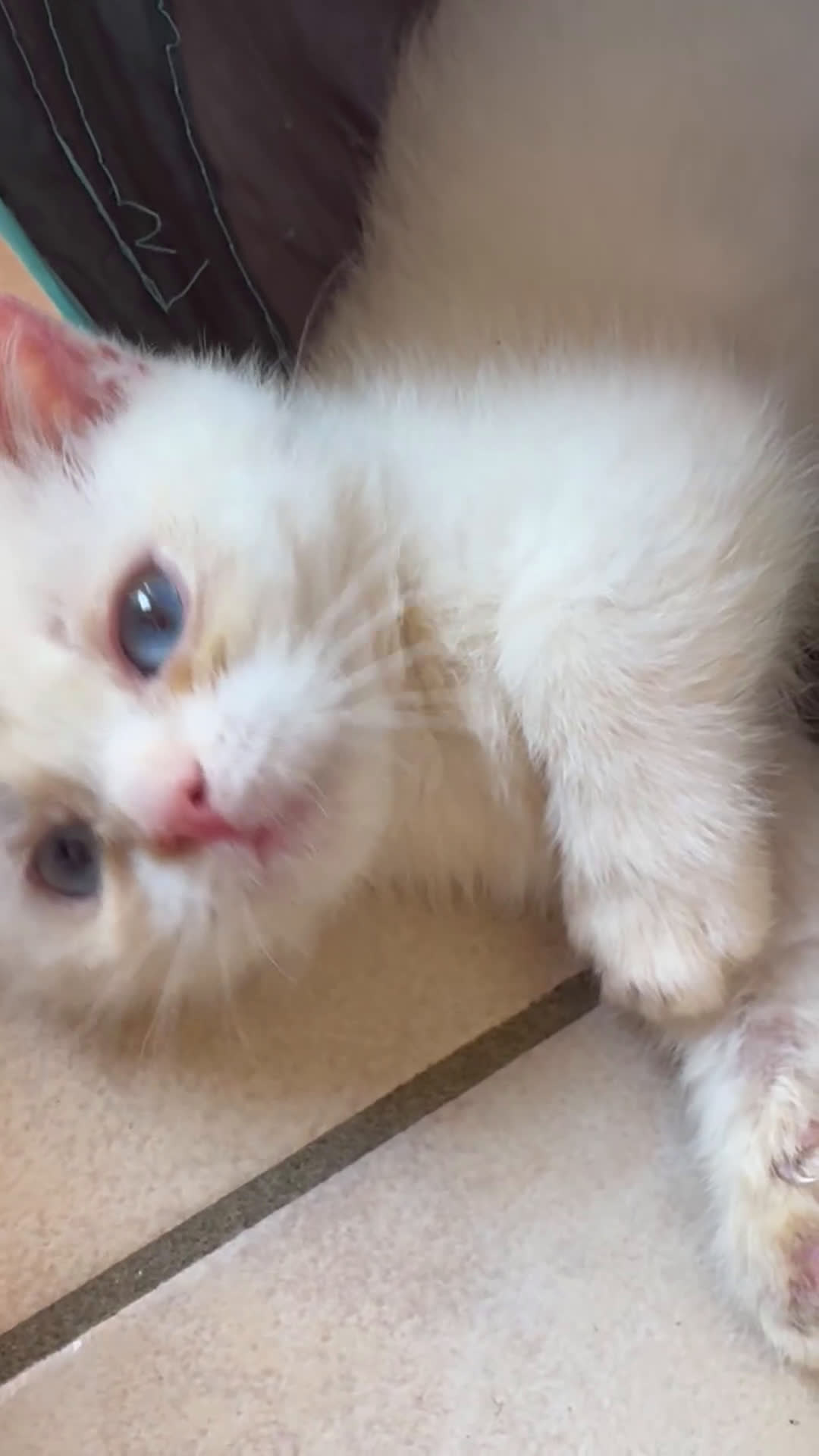 Munchkin gatti in vendita: Mini gatti Munchkin - Video 2