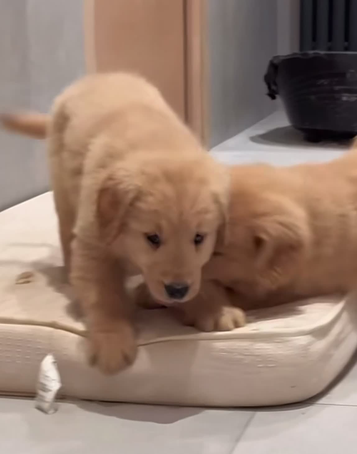 Golden Retriever cani in vendita: Ultime due cucciole di Golden Retriver  - Video 1