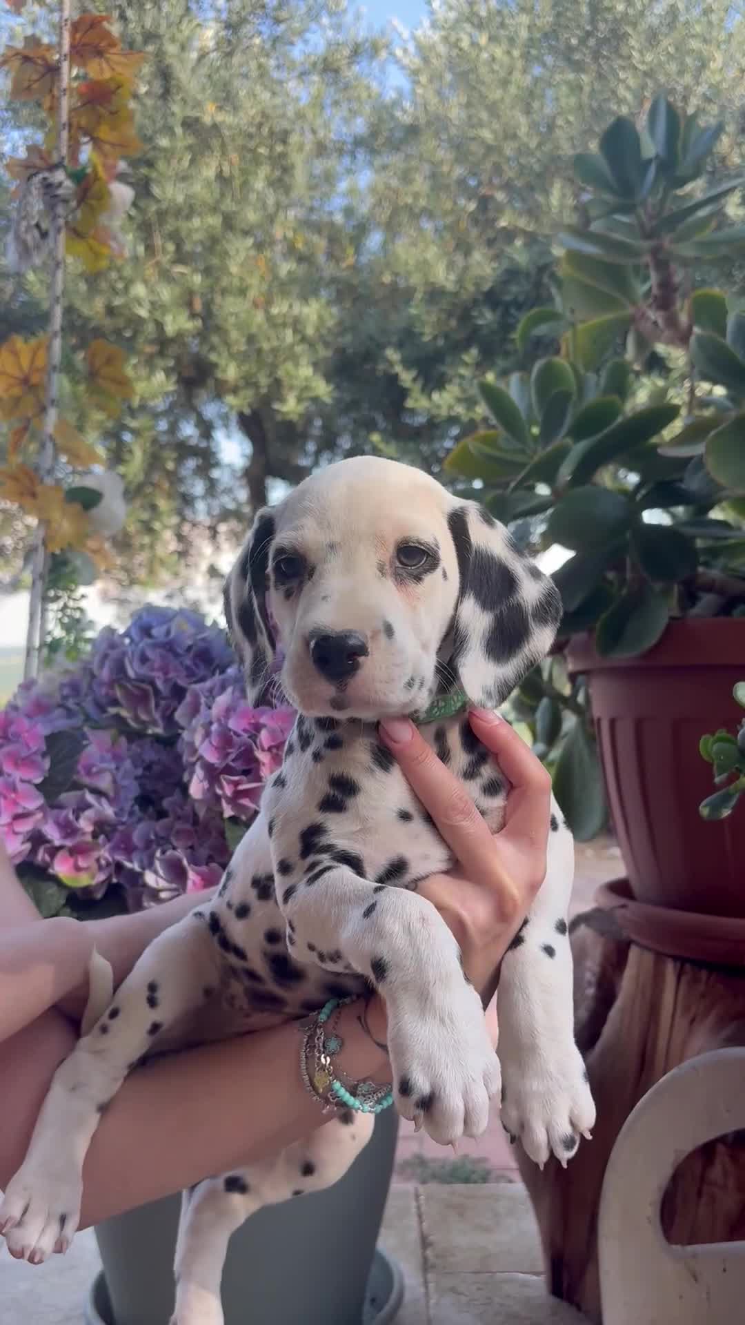 Dalmata cani in vendita: Cucciolo di Dalmata con Pedegree Enci - Video 1