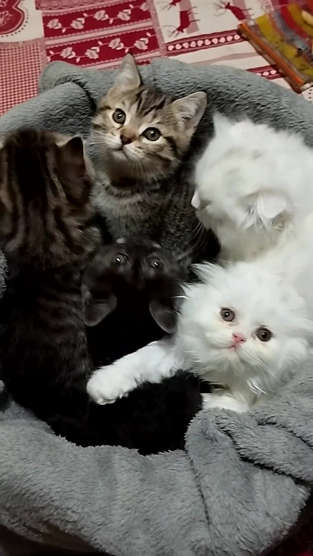 Scottish gatti in vendita: Gattini scottish fold e straight  - Video 1