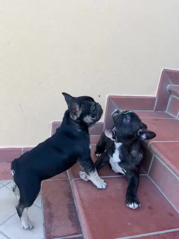 Bulldog Francese cani in vendita: Bulldog francese - Video 1