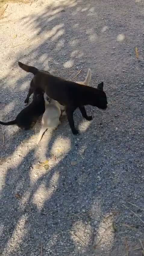 Meticcio cani in regalo: LA TENERA ZOE a Città metropolitana di Roma Capitale - Video 1