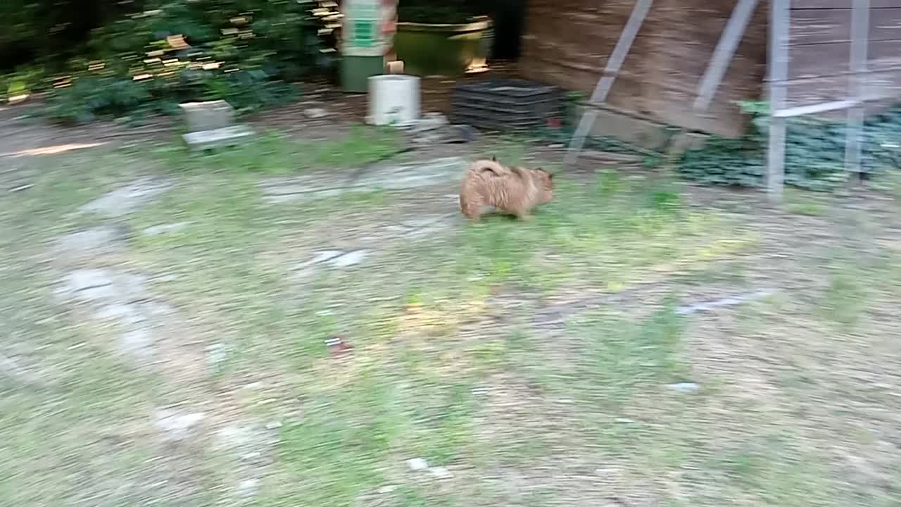Spitz cani in vendita: Spitz tedesco piccolo volpino  - Video 2
