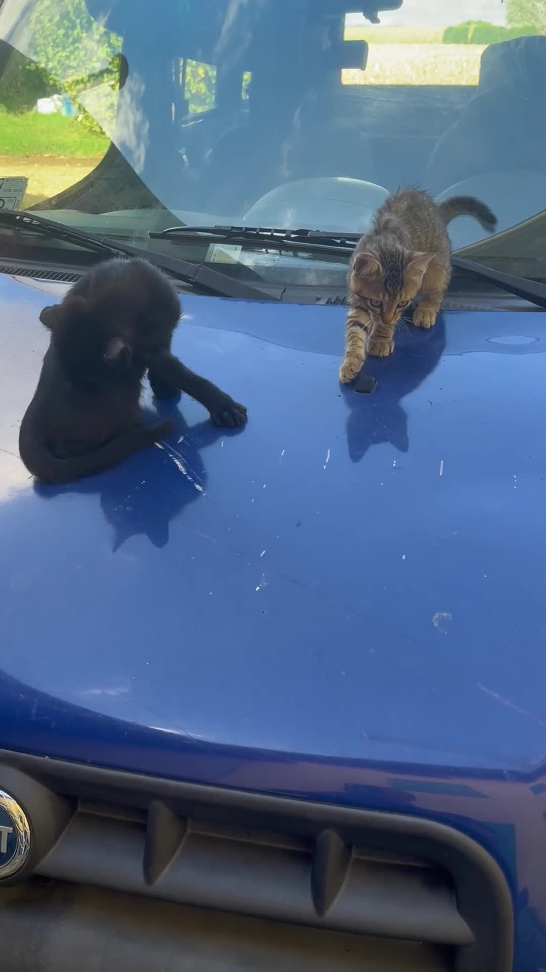 Altre razze gatti in regalo: Regalo gattini - Video 1