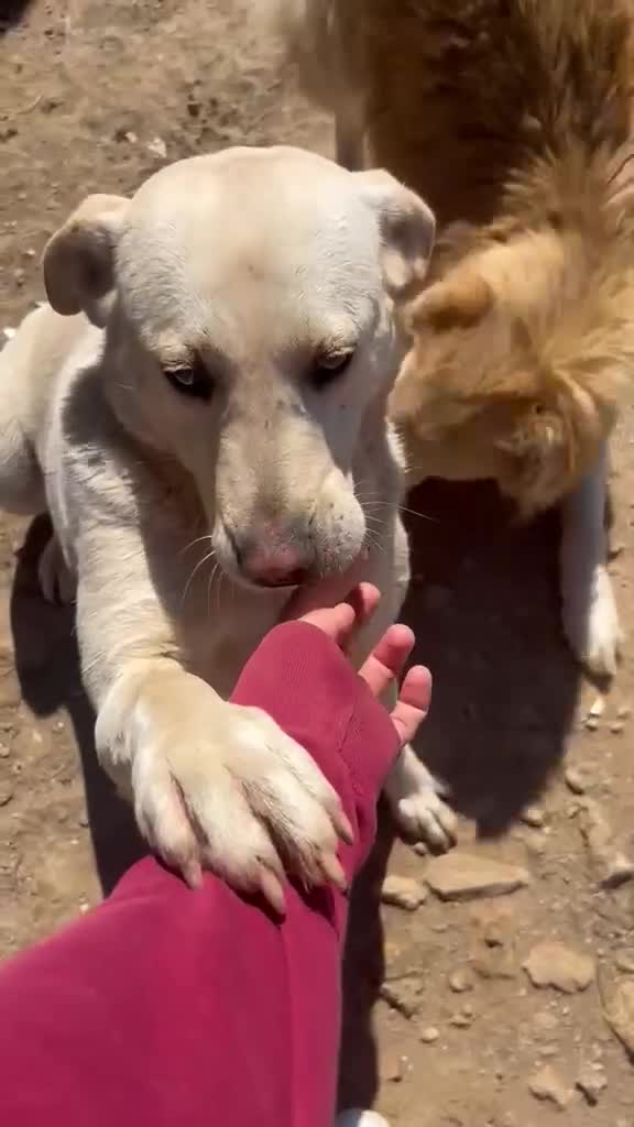 Meticcio cani in regalo: Sonia splendida simil Labrador cerca casa  - Video 2