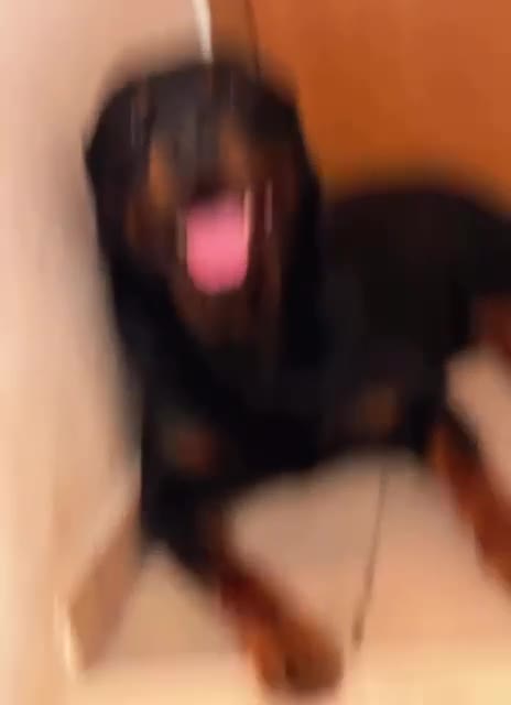 Rottweiler cani in vendita: Cuccioli rottweiler  - Video 1