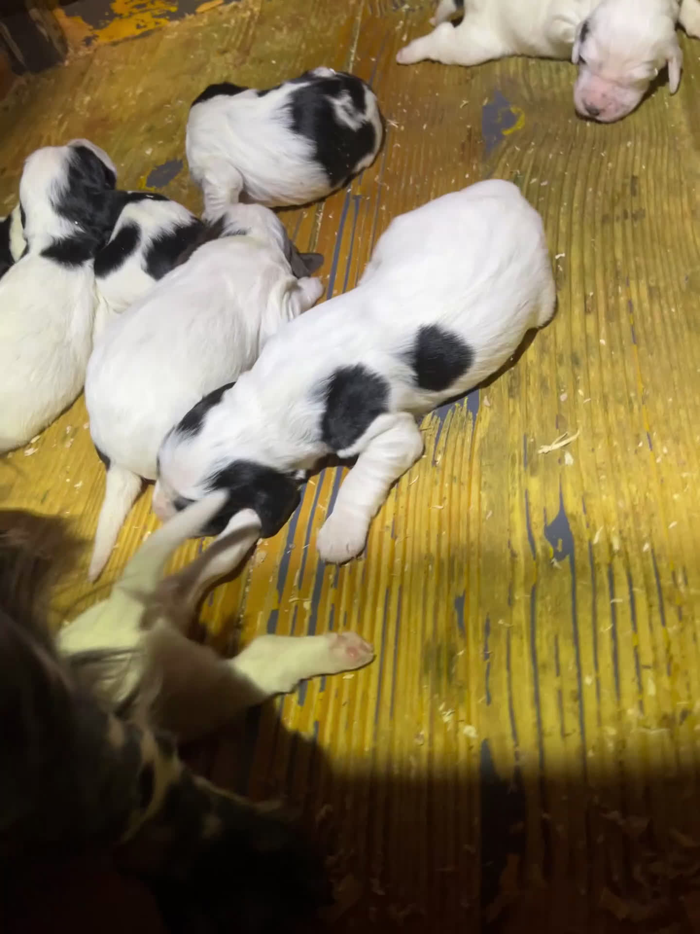 Setter Inglese cani in vendita: Cuccioli setter inglese  - Video 1