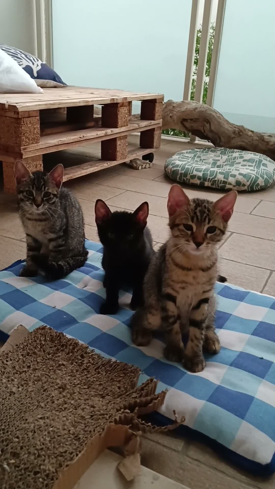 Europeo gatti in regalo: Regalo 2 gattine ❤️ a Provincia di Modena - Video 2